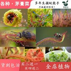 насекомоядное растение 买二送一食虫草食人花驱蚊草茅膏菜捕蝇草捕蚊草食虫植物会粘虫纸 Other