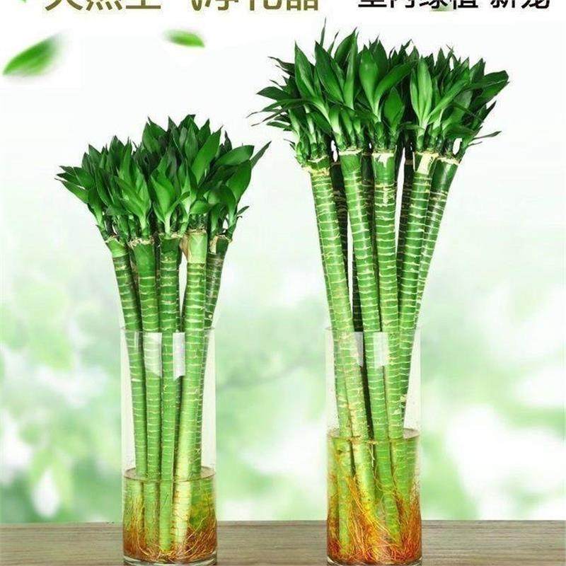 带根文昌竹龙竹富贵竹转运竹水养植物客厅室好养内盆栽水培绿植,淘宝优惠券,粉丝福利购,淘宝优惠卷