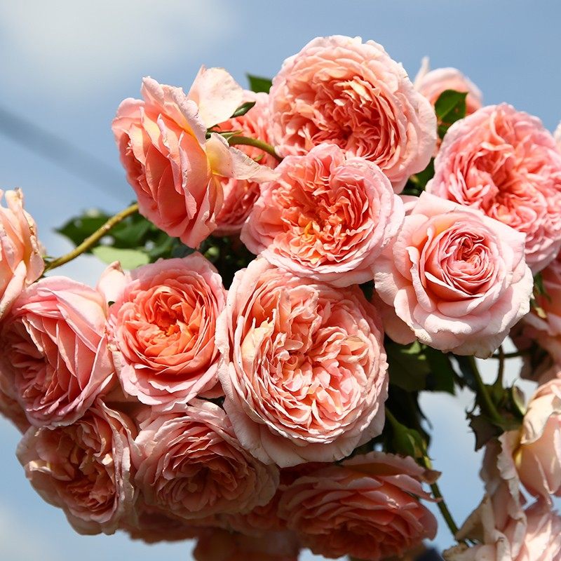 天狼月季亚伯拉罕达比多季浓香大花可藤可灌月季玫瑰盆栽苗,淘宝优惠券,粉丝福利购,淘宝优惠卷