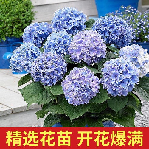 天狼绣球1.2升盆栽苗庭院阳台易养大花观花植物花卉无尽夏佳澄 - 图0