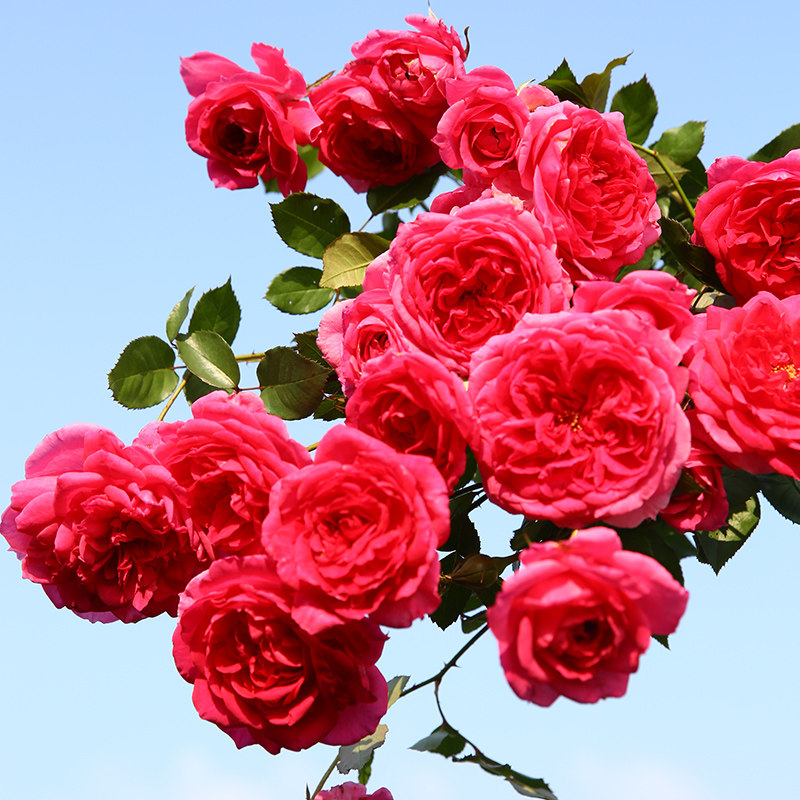 天狼月季大游行爬藤拱门多季大花浓香藤本月季玫瑰盆栽苗新手推荐,淘宝优惠券,粉丝福利购,淘宝优惠卷