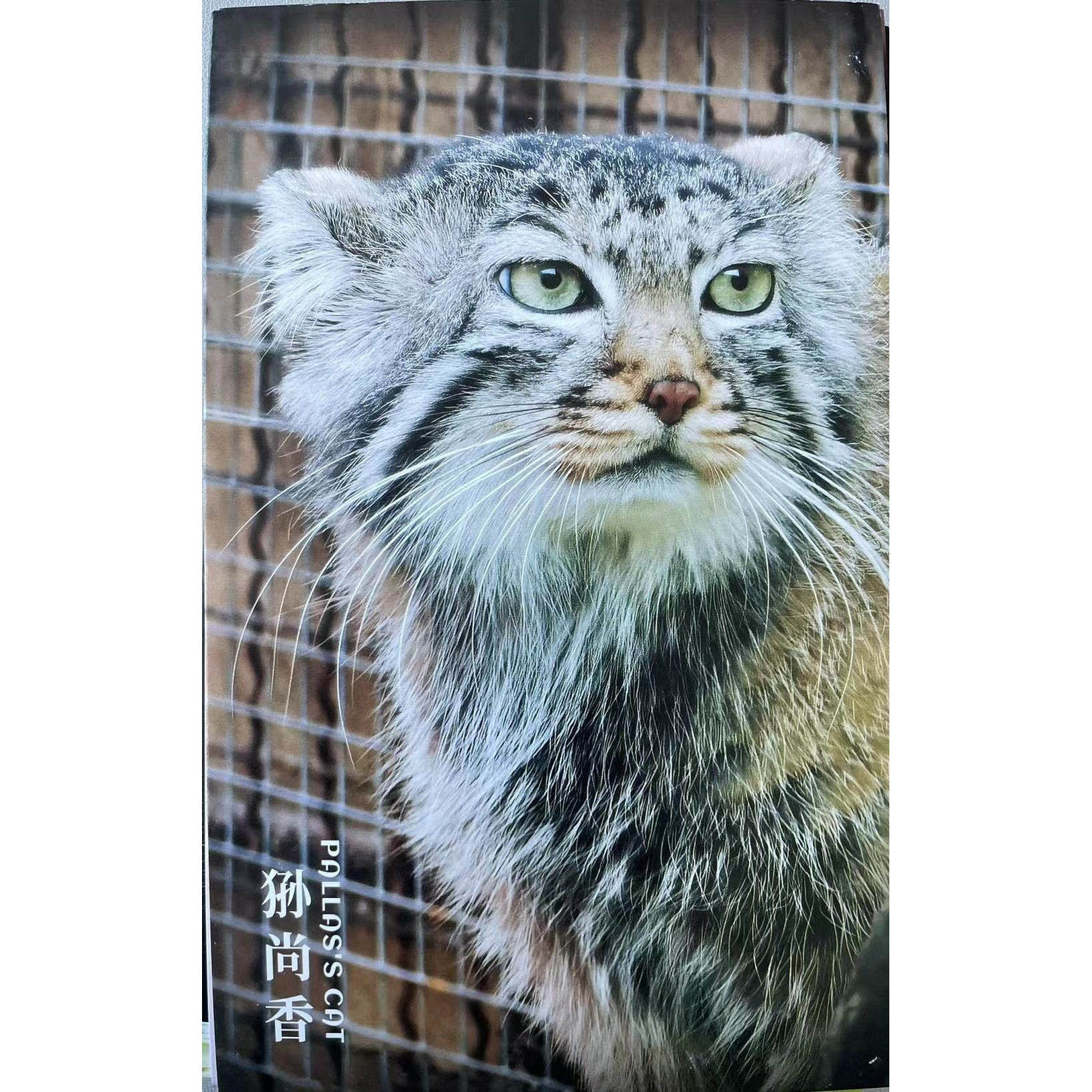 兔狲-西宁野生动物园兔狲明信片卡片,淘宝优惠券,粉丝福利购,淘宝优惠卷