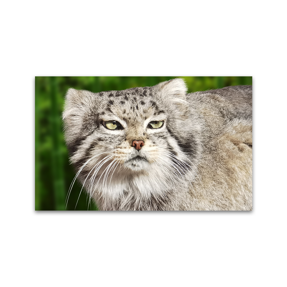 兔狲-西宁野生动物园兔狲明信片卡片,淘宝优惠券,粉丝福利购,淘宝优惠卷