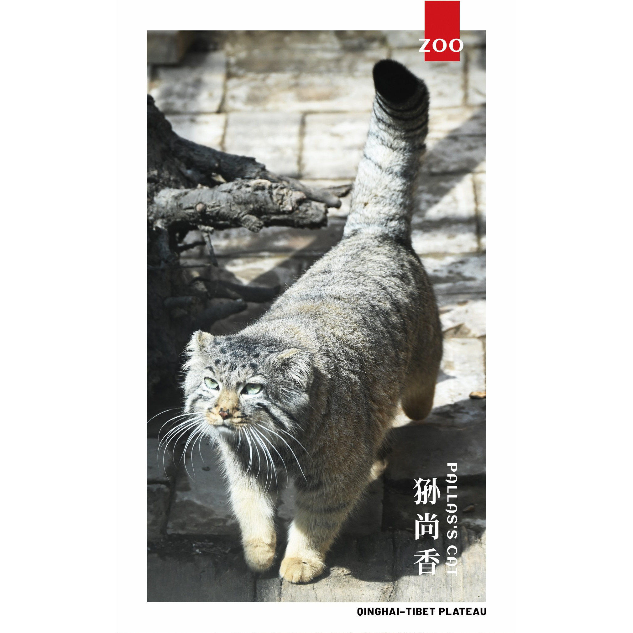 兔狲-西宁野生动物园兔狲明信片卡片,淘宝优惠券,粉丝福利购,淘宝优惠卷