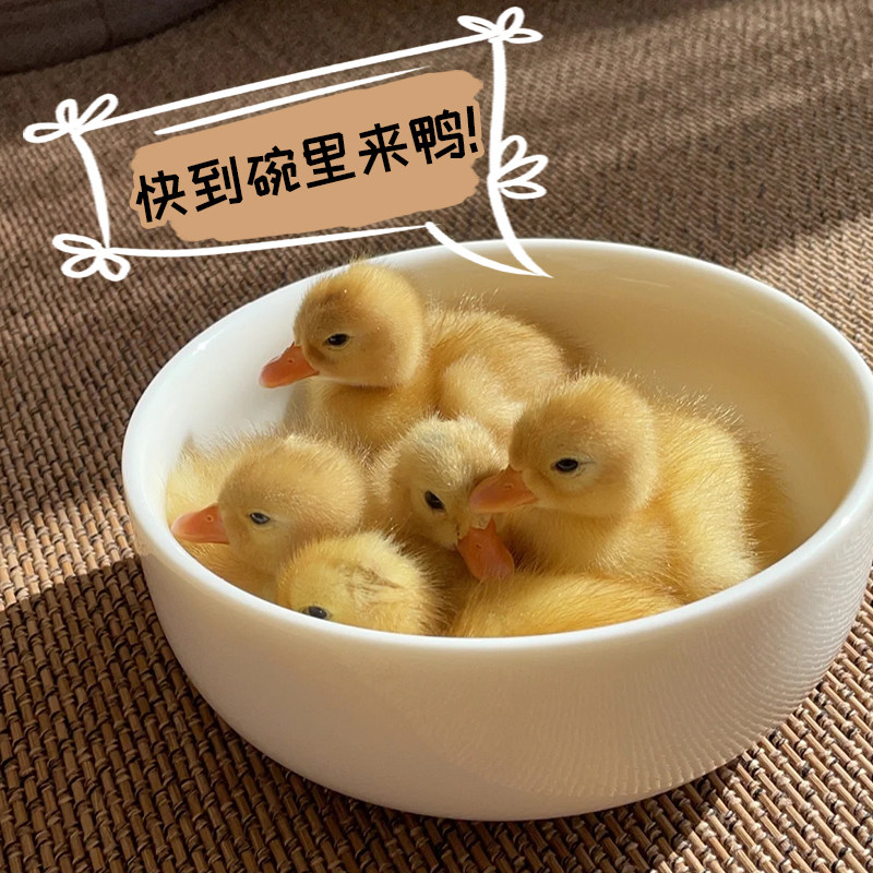 柯尔鸭活宠物柯尔鸭纯种正宗可达鸭活苗小黄鸭子活的科尔鸭小幼苗,淘宝优惠券,粉丝福利购,淘宝优惠卷