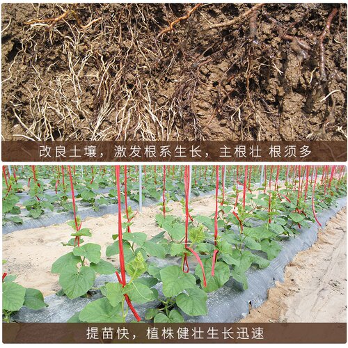 腐生根磷肥通用源酸氮肥肥施肥水溶壮苗矿肥冲蔬菜果树肥料桶黄钾