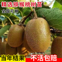 Kiwi fruit Miao red Heart Soft date macaque Peach Seedlings Xu Fragrant Graft South North Planting Patio Fruit Tree Fruit Sapling