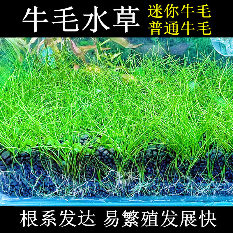 前景水草阴性草鱼缸装饰造景植物迷你草固定淡水增氧懒人入门套餐,淘宝优惠券,粉丝福利购,淘宝优惠卷