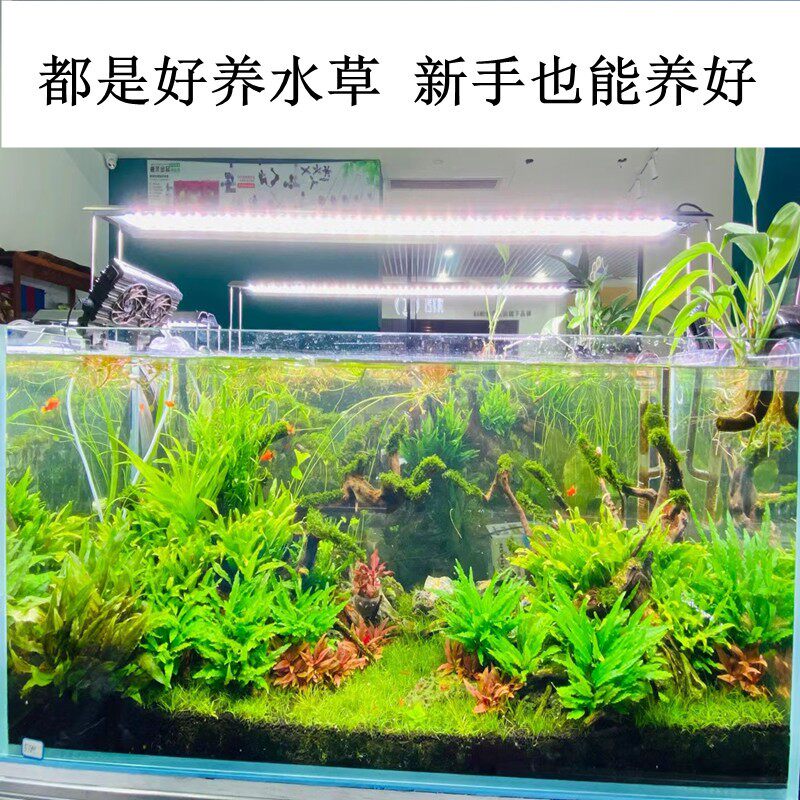 前景水草阴性草鱼缸装饰造景植物迷你草固定淡水增氧懒人入门套餐,淘宝优惠券,粉丝福利购,淘宝优惠卷