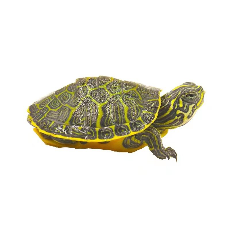 火焰龟深水龟鱼缸混养小乌龟活物活体小宠物吃粪龟清洁龟冷水爬宠,淘宝优惠券,粉丝福利购,淘宝优惠卷