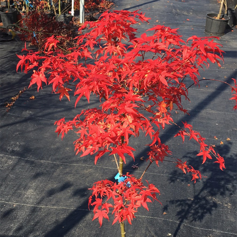 日本枫树红乙女 胭脂粉色红枫树苗植物庭院日本枫四季 花园植物 - 图3