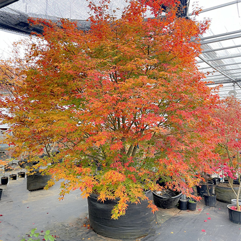 日本枫树茜空 黄金枫红枫树苗金叶鸡爪槭红枫盆栽庭院花园植物树 - 图3