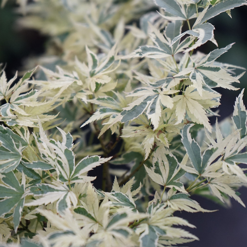 日本红枫枫树俄勒冈枫树粉色花叶 四季观赏植物 红枫树苗盆栽花园 - 图1