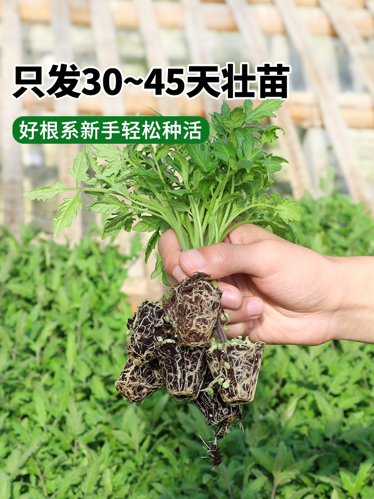 四季小米辣椒苗秧苗盆栽薄皮朝天五七彩樟树港蔬菜苗番茄幼苗大全 - 图0