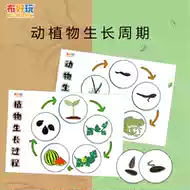 植物生长过程 新人首单立减十元 21年8月 淘宝海外
