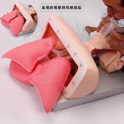 高级气道管理模拟人 J50高级人体气管插管训练模型 - 图1