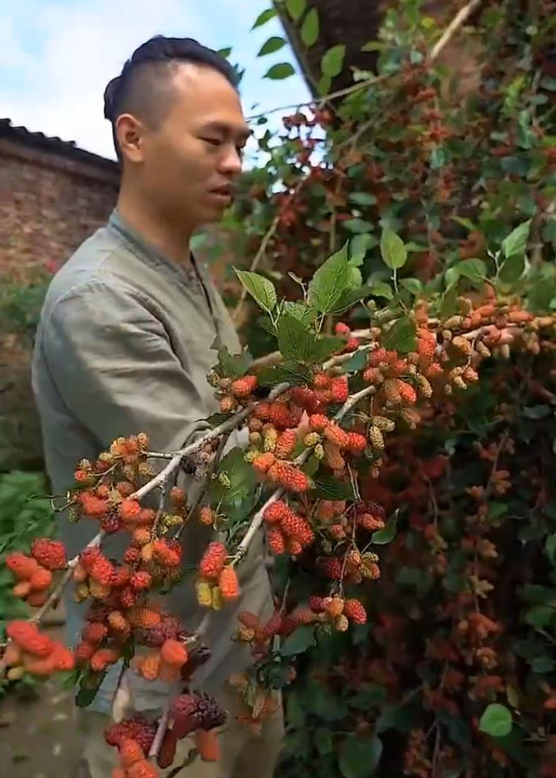 桑树苗无籽大十桑葚苗树莓地栽盆果树苗南方北方种植当年结果 - 图1