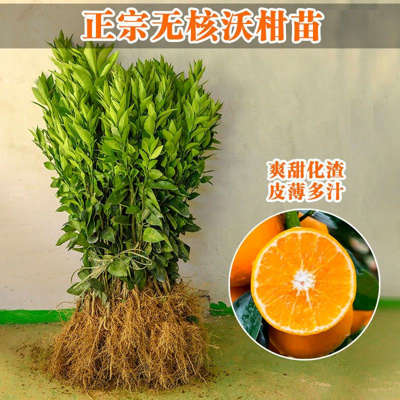 沃柑苗广西武鸣正宗无核无籽沃橘苗盆栽地栽嫁接柑橘子果树苗