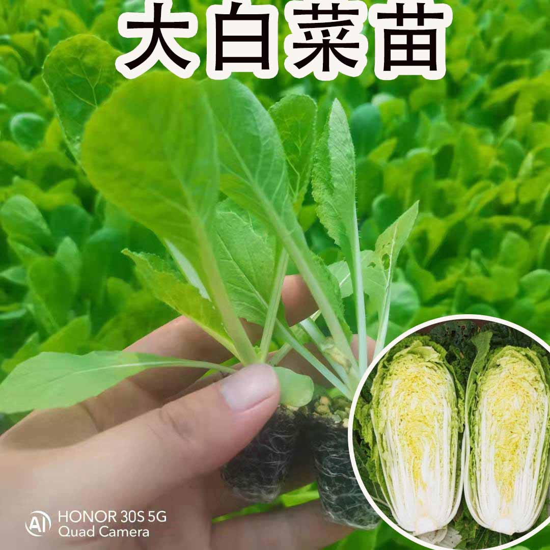 紫甘蓝菜种种苗包菜种籽包心菜种子秋季籽种蔬菜苗孑菜籽卷心菜 - 图0