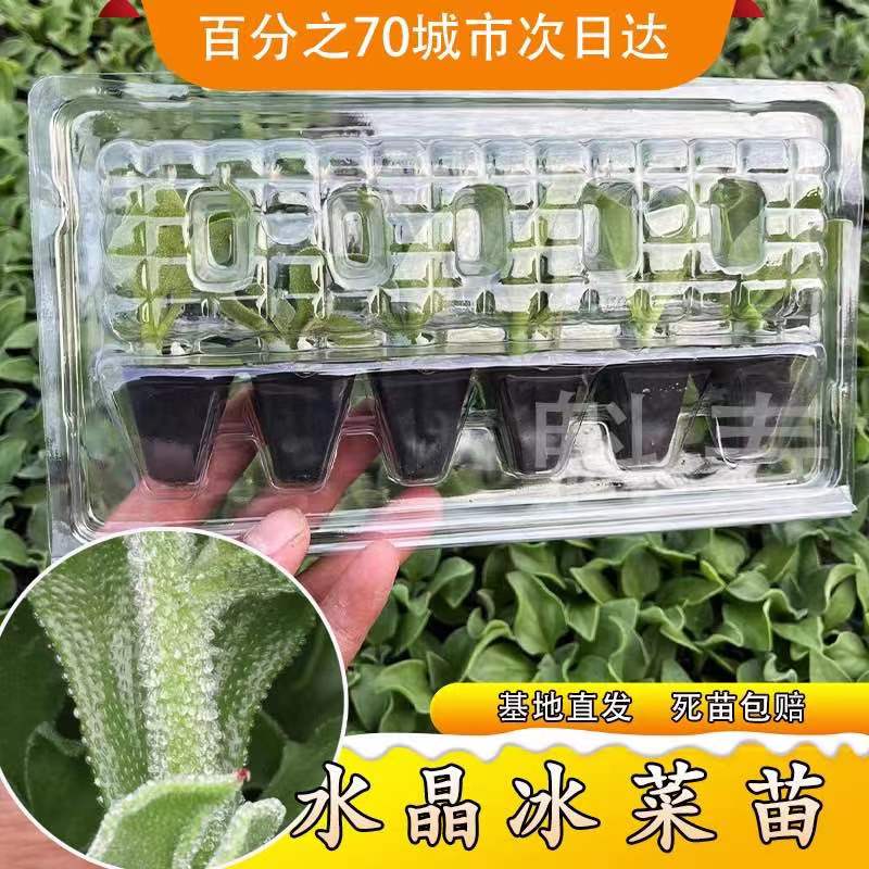 冰菜苗子种子蔬菜四季种植冰菜苗幼苗新鲜四季蔬菜冰菜苗冰草苗阳 - 图2