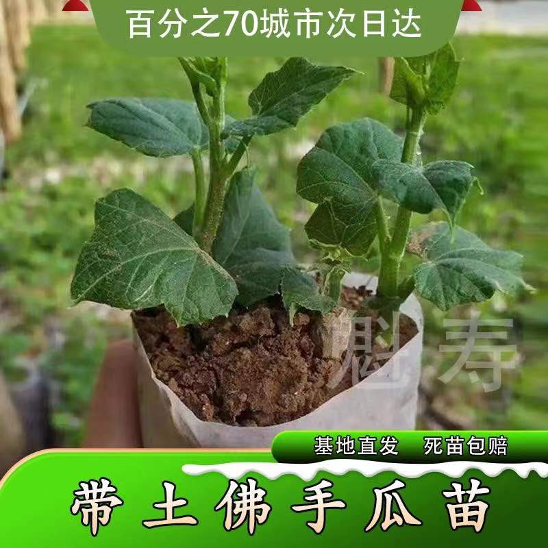 高产佛手瓜种苗春季夏季种植佛手瓜苗阳台庭院田园易种植秧苗包邮-图2