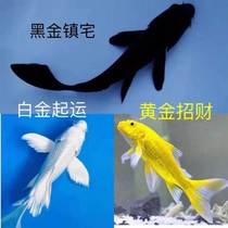 Watch Freshwater Fish Freshwater Fish Small Ornamental Clown Fish Freshwater Fish Brocade Carp Live Ornamental Fish Freshwater Fish