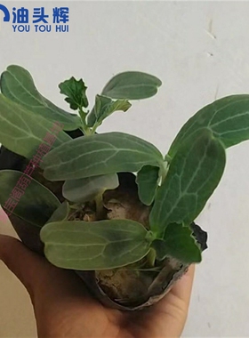 特大葫芦苗种苗种子籽风水镇宅观赏巨型超大莲花头文玩小八宝亚腰