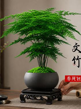 新家装饰品摆件高级感客厅文竹盆栽室内桌面绿植办公室耐阴禅意盆