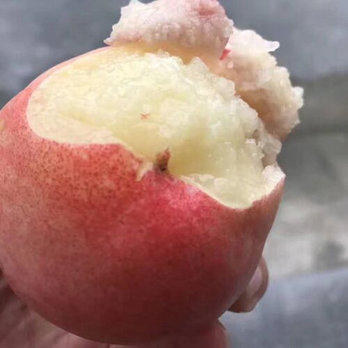 水蜜桃苗正宗奉化无锡阳山水蜜桃苗树桃树特大嫁接地栽盆栽当年结 - 图2