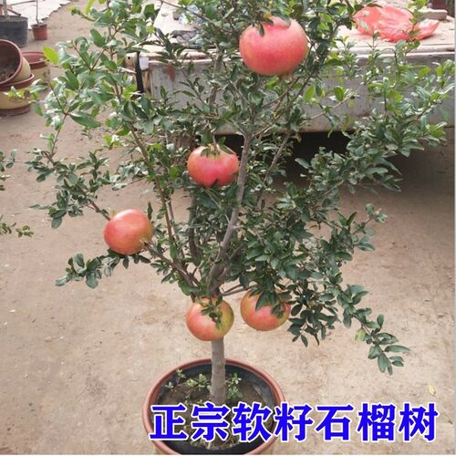 石榴树树苗突尼斯软籽无籽蒙阳红石榴盆栽庭院水果树特大带土果苗 - 图3
