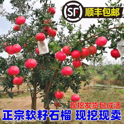 石榴树树苗突尼斯软籽无籽蒙阳红石榴盆栽庭院水果树特大带土果苗 - 图0