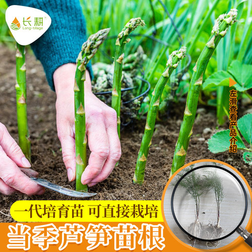 芦笋苗芦笋种子种籽根苗高产易种盆栽阳台四季种植多年生蔬菜种孑 - 图0