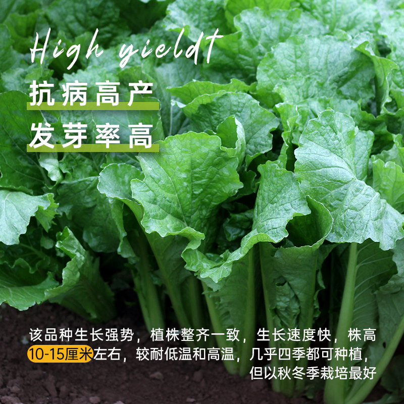 四季小白菜种子青梗小白菜籽春秋阳台速生奶油白菜小青菜蔬菜种籽 - 图2