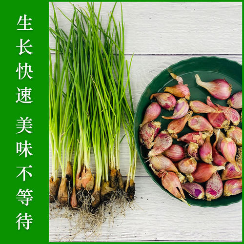 四季小香葱葱种子香葱苗火葱四季种苗红葱头阳台盆栽蔬菜小葱种籽 - 图1