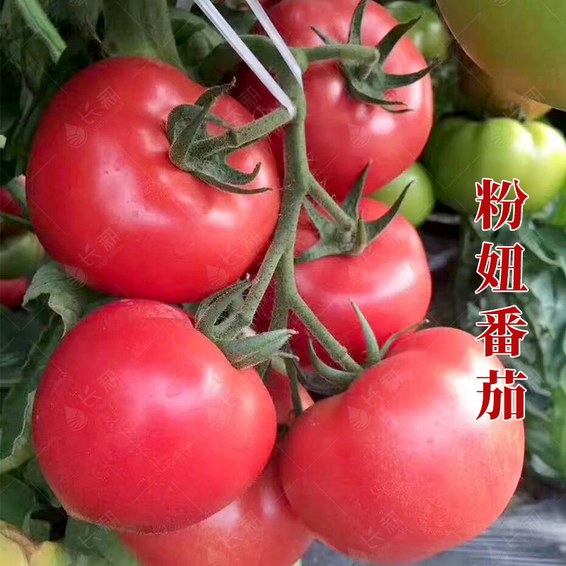 瀑布番茄种子小番茄盆秧苗栽普罗旺斯大粉西红柿矮生番茄种孑大全,淘宝优惠券,粉丝福利购,淘宝优惠卷