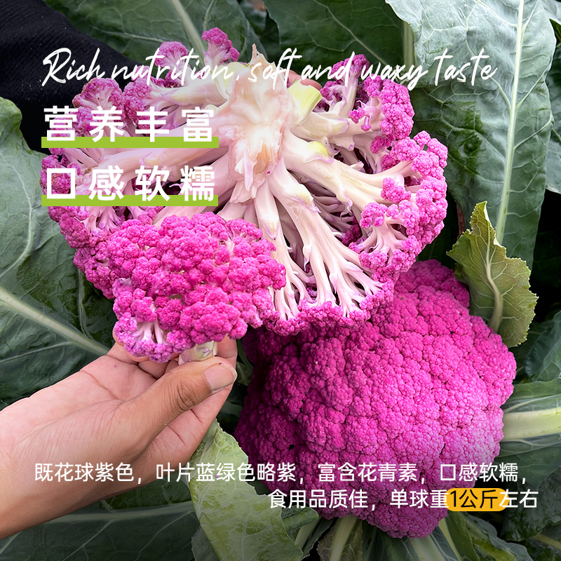 紫花椰菜有机春秋四季播高产蔬菜种 紫花椰菜种子 长耕园艺旗舰店 淘优券