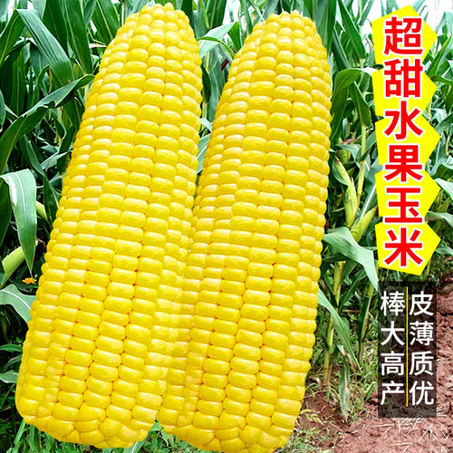 超甜水果玉米种子特大甜玉米孑四季糯玉米种籽高产杂交大田玉米苗 - 图0