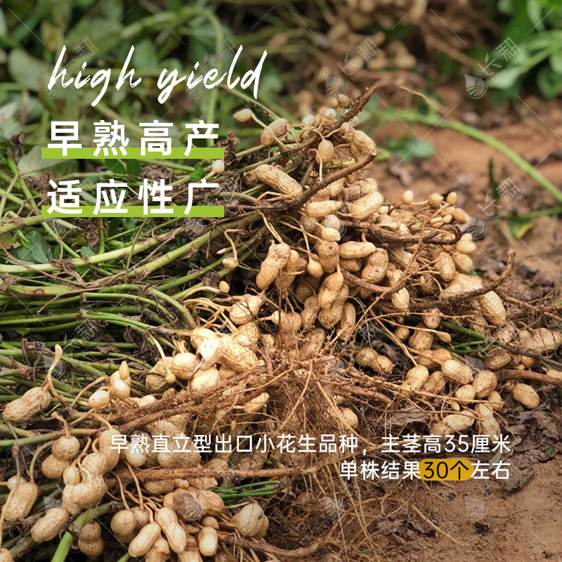 高产薄壳花生种籽手剥春夏花生米种孑大粒山东地豆果子高出油白沙 - 图2
