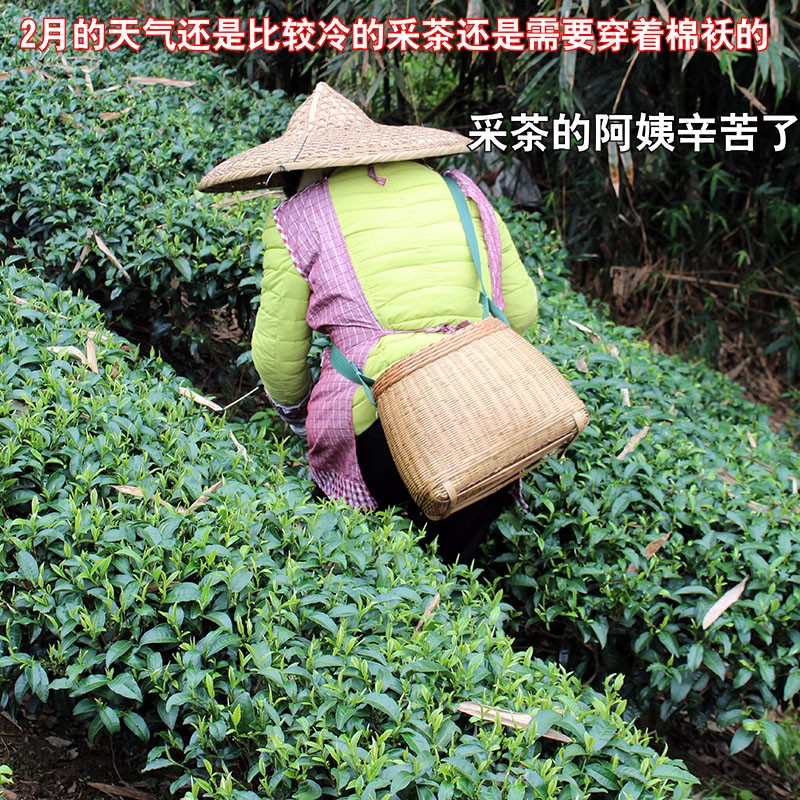 2024年新春茶广西新鲜茶叶原料未加工鲜叶嫩芽可打恭城油茶500克-图3