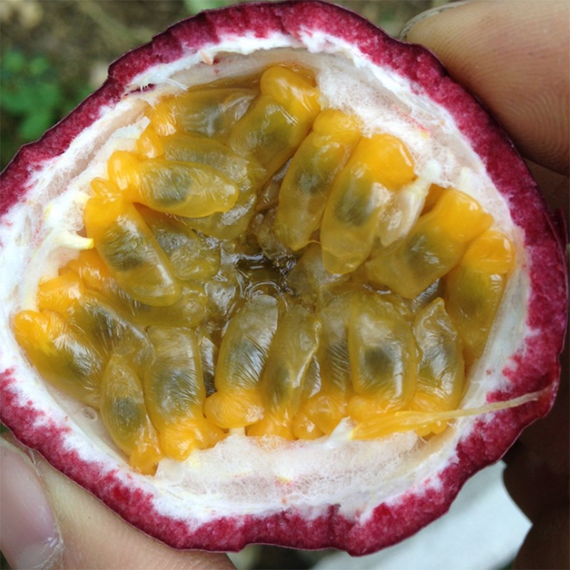 广西百香果果包邮紫皮白香果图片_2