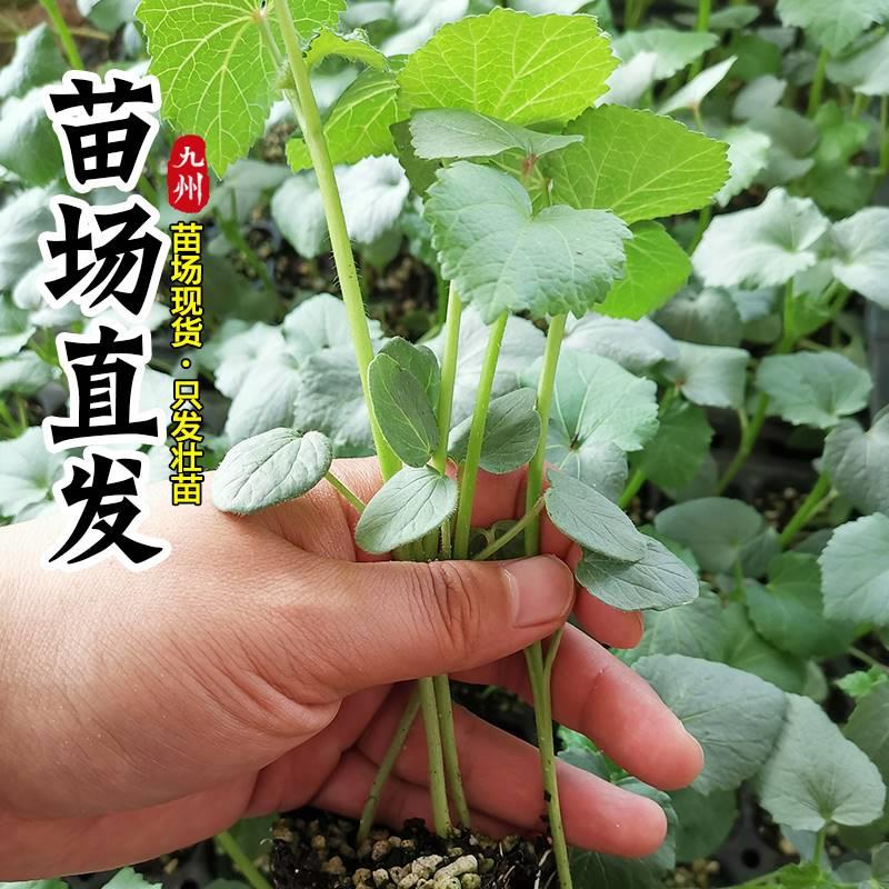 黄秋葵苗水果秋葵秧苗家庭阳台种植春夏四季播绿植物盆栽蔬菜苗孑 - 图2