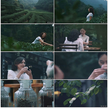 Tea Garden Pick Tea Taster Tea Tea Culture Tea Vegetable Farmers 4k High Clear Tea Planting Fresh Green Video Material