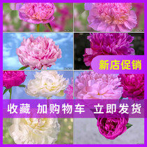 Blossom-by-lattice time-lapse flower opening peony National flower meritocratic slow lens open flower results high-definition real shot video material