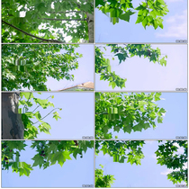 Indus leaves Indus tree Nanjing Indus Indus ball lush greenery close-up solid to take the leaves Real take video material