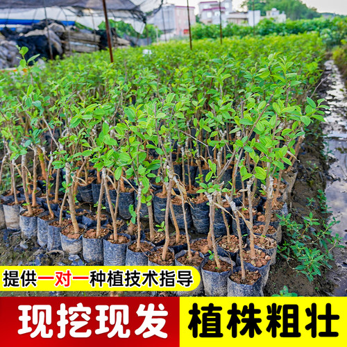 正宗台湾大青枣树苗带土带叶嫁接牛奶大青枣苗盆栽大青枣果树种植 - 图2