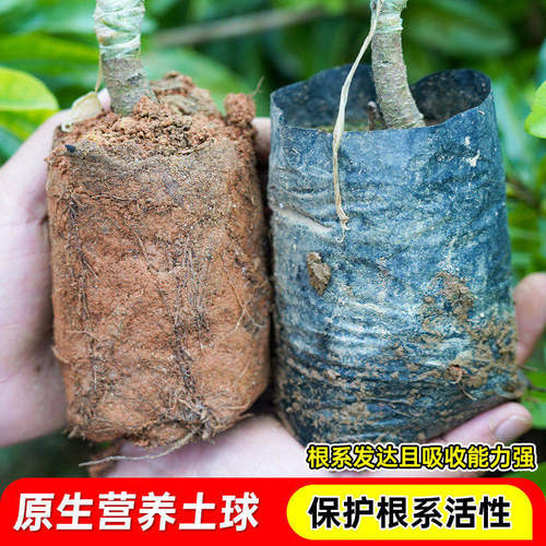 杨梅树树苗正宗嫁接仙居东魁黑炭杨梅苗早熟杨梅带土南方北方种植 - 图0
