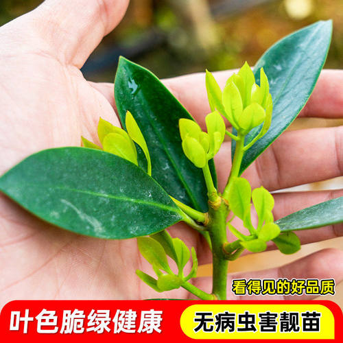 正宗嫁接八角树苗盆栽地栽四季种植带土带叶大红八角苗南北方可种 - 图2