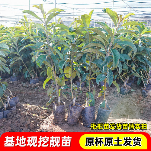 枇杷树苗早钟枇杷无核大五星枇杷嫁接苗盆栽地栽纯甜大果枇杷果树 - 图2
