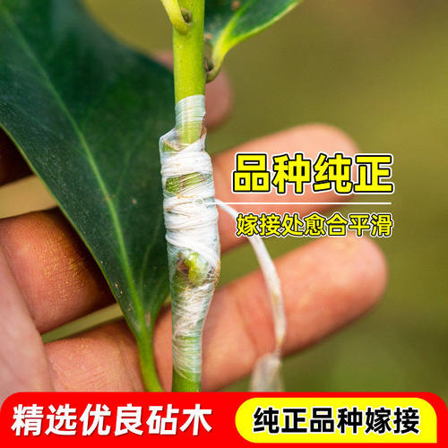 正宗嫁接八角树苗盆栽地栽四季种植带土带叶大红八角苗南北方可种 - 图1