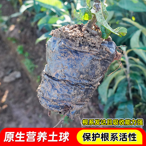 枇杷树苗早钟枇杷无核大五星枇杷嫁接苗盆栽地栽纯甜大果枇杷果树 - 图0